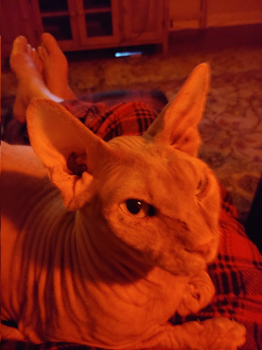 arnphawk's tweet image. Merlin