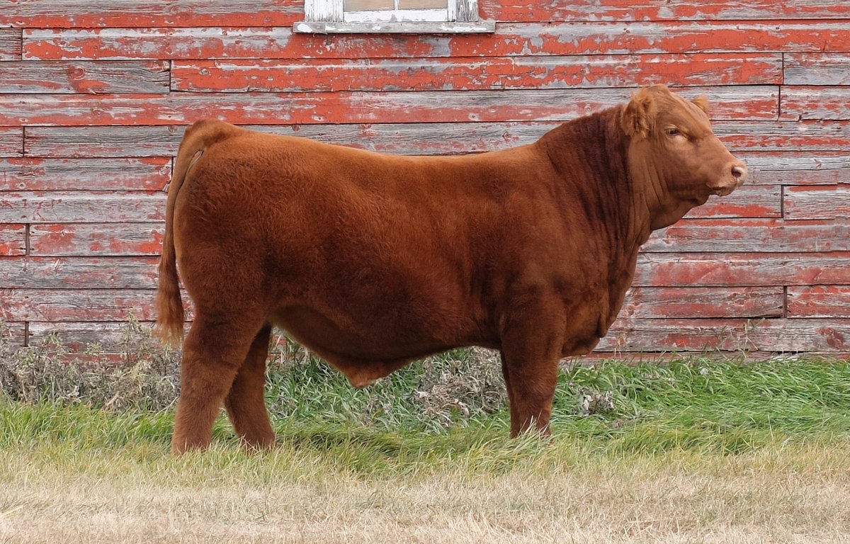 Millington Empire 9K

When we decided we were doing The Associate we knew we had to bring our very best and here he is. Donor dam MAF Sprinkles 189. Sire SVS Dynasty 915G. Watch for him in the stall at Yorkton Harvest Showdown, Agribition as well as The Associate sale catalog