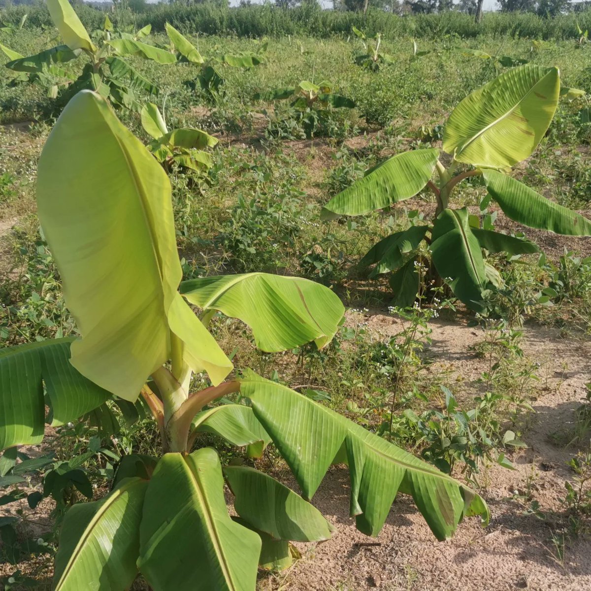 NFGCSFarmEstate's tweet photo. Today at the Farm we visited the ongoing Twenty four thousand (24,000) Plantain (Musa ร paradisiaca) Suckers Plantation Project at our Gaate Farm. The Project is in collaboration with @AllegraFox a passionate
#NFGCS #NFGCSFarms #AgricBusiness #Farming #orchard #plantain #food https://t.co/nuaLNPjXdX