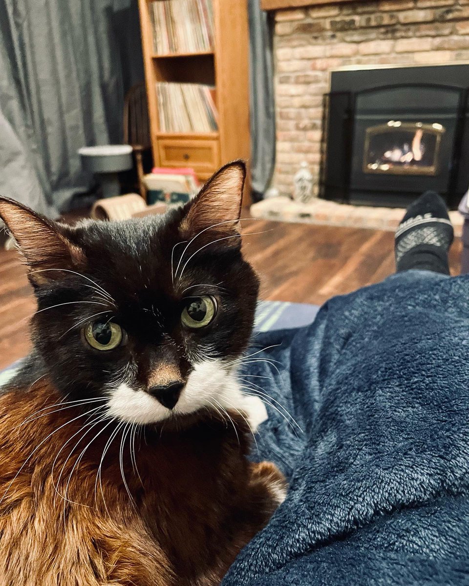 meetcharliechap's tweet photo. Mommy made me a fire ๐บโค๏ธ #charliechaptwc #kitty #petsofinstagram #catsofinstagram #rescuecat #cats #catlife #animallover #cutecatsclub
#themeowlife #gatas
#catinfluencer
#tuxedocat #cats_of_instagram #cats_of_world #meow #meowbox #amazonpets #cutecatsonline #CatsOfTwitter https://t.co/TDr7dUFTMB