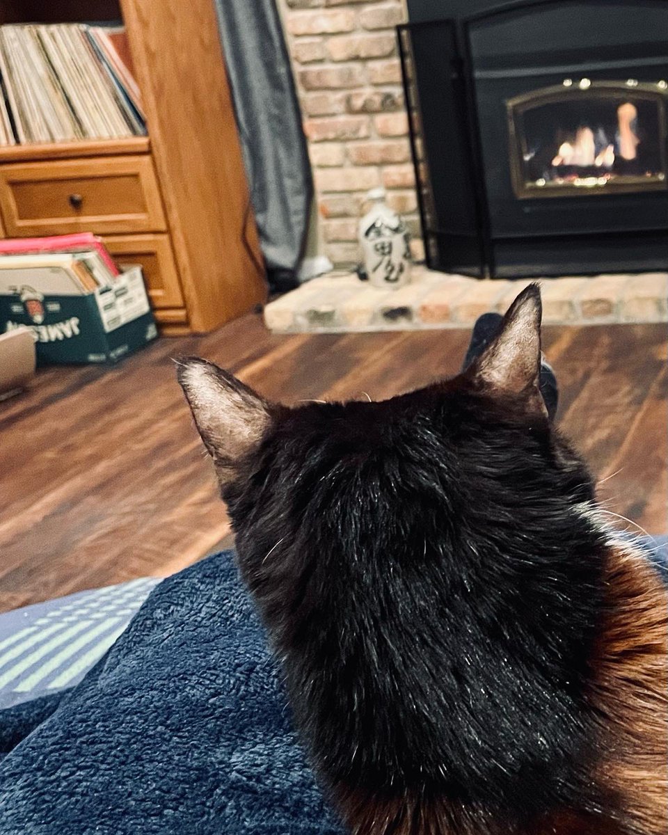 meetcharliechap's tweet photo. Mommy made me a fire ๐บโค๏ธ #charliechaptwc #kitty #petsofinstagram #catsofinstagram #rescuecat #cats #catlife #animallover #cutecatsclub
#themeowlife #gatas
#catinfluencer
#tuxedocat #cats_of_instagram #cats_of_world #meow #meowbox #amazonpets #cutecatsonline #CatsOfTwitter https://t.co/TDr7dUFTMB