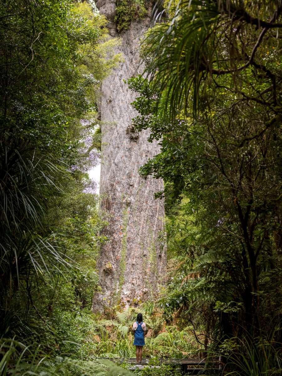 New Zealand 🇳🇿 tweet media