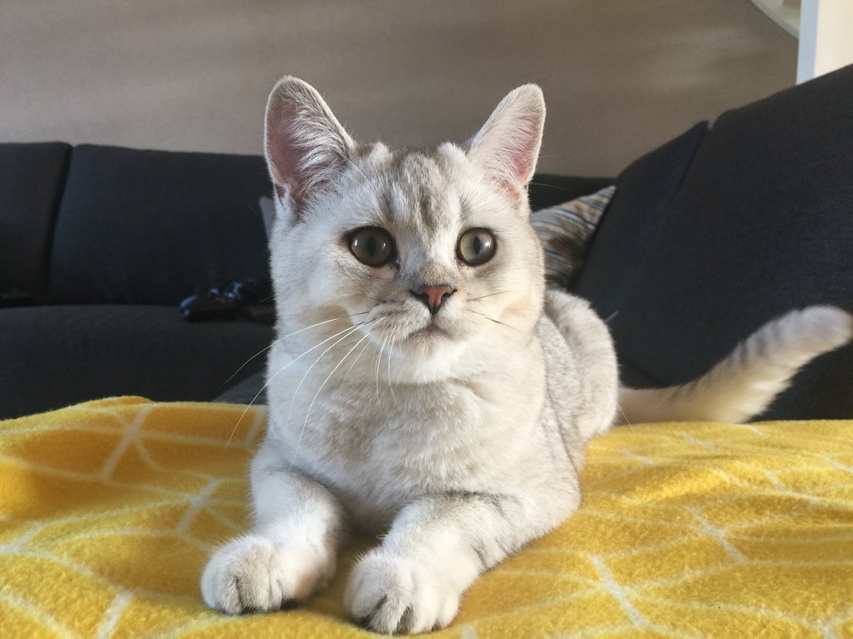 Owen Williams ⚡ tweet media