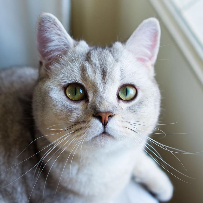 Owen Williams ⚡ tweet media