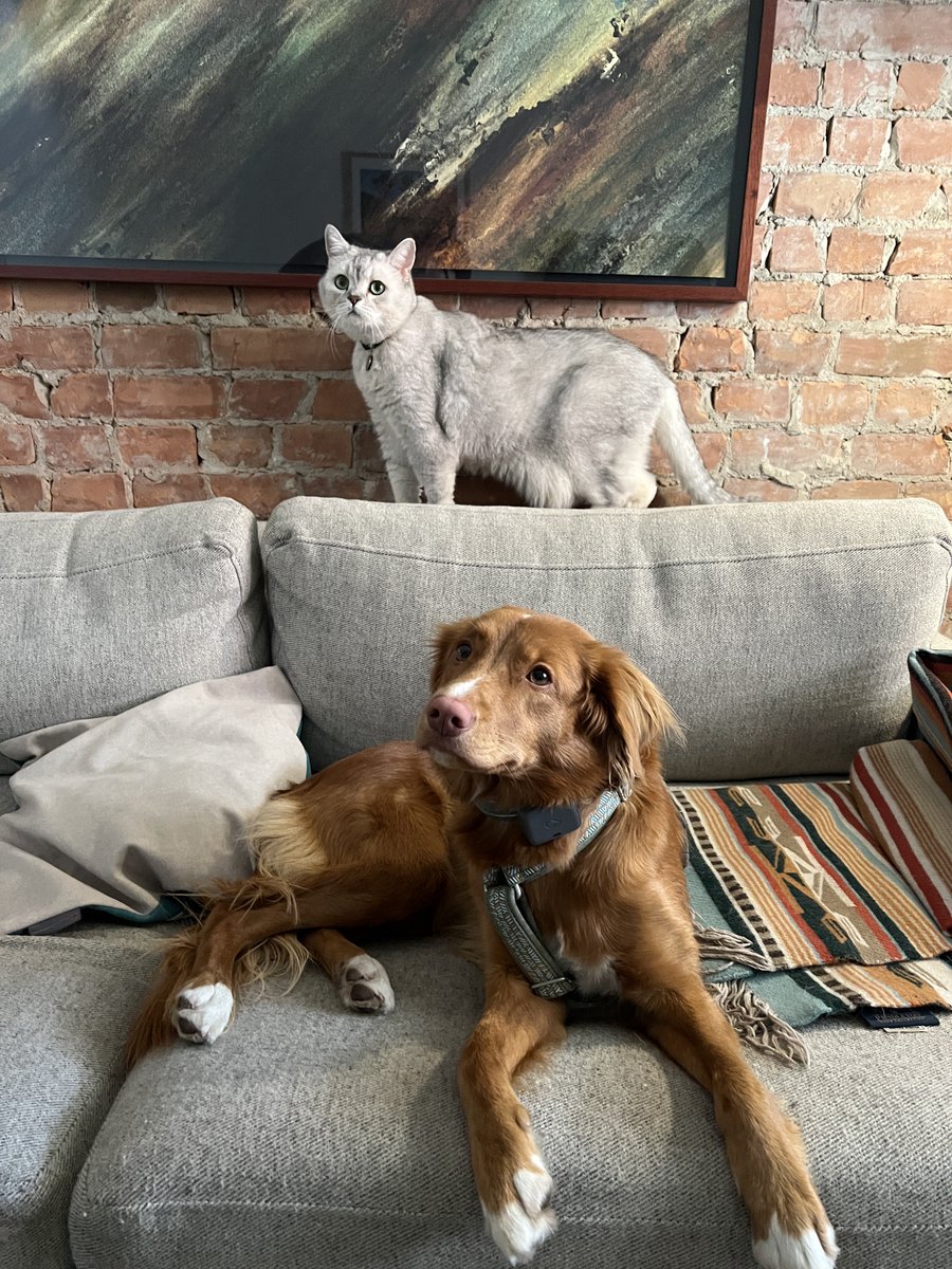 Owen Williams ⚡ tweet media