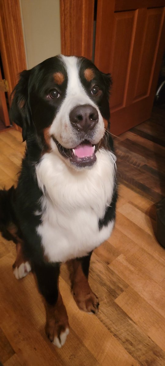 HankTheBerner's tweet photo. It's my 2nd Gotcha day!!❤️ https://t.co/rfUqPK0DKs