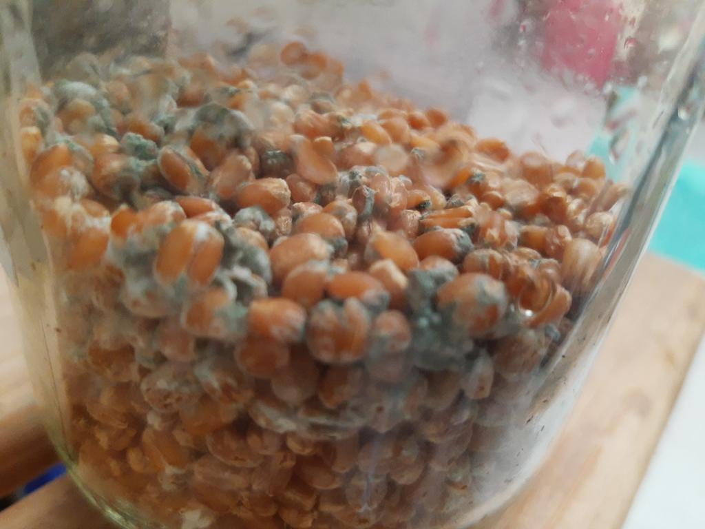 cositas_mx's tweet photo. Frasco contaminado por Trichoderma :( 
#fungi 
#tricho 
#Trigo https://t.co/6wPGpJU1bg