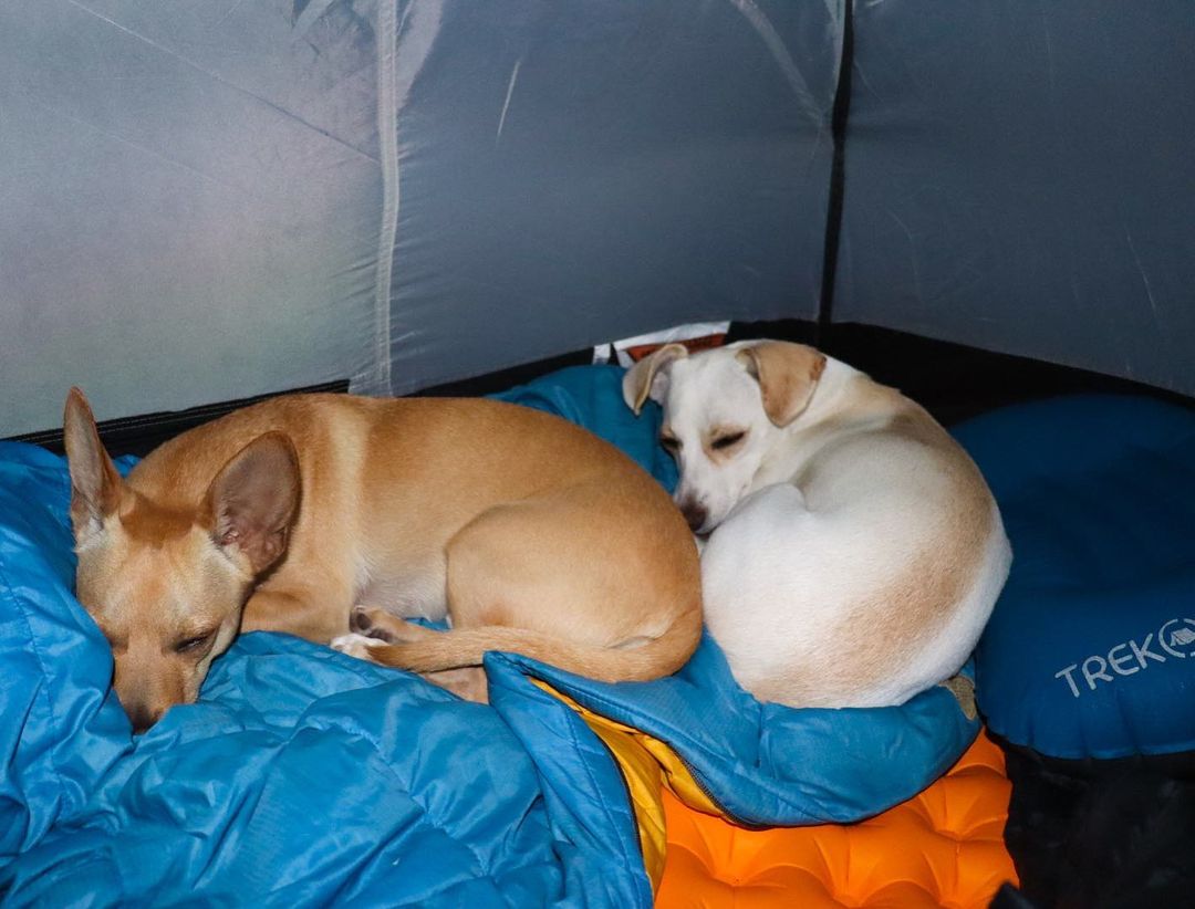 Think camping is just for humans? Think again! 🐕 Dogs love to camp too, and they make the perfect camping partner. ⛺