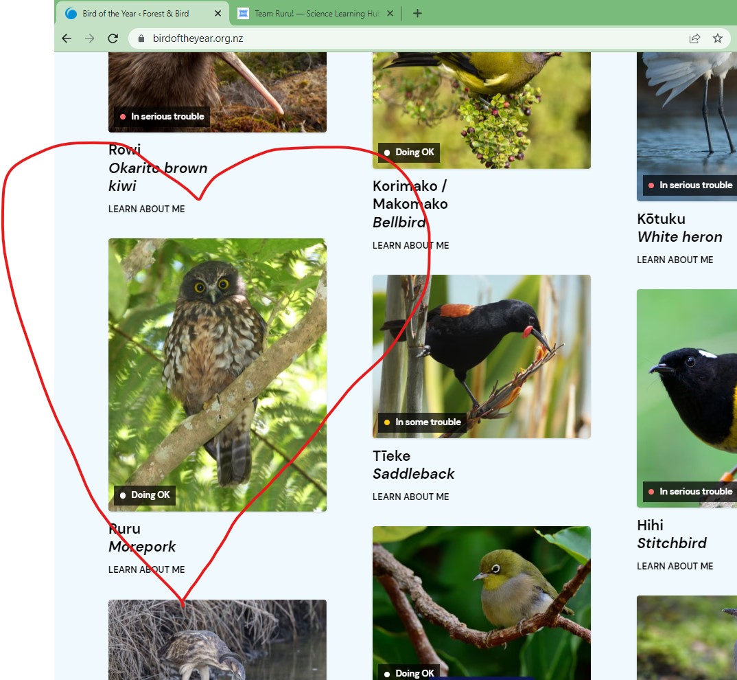 VanyaBootham's tweet photo. I've voted! Have you? 
As part of #teamruru obviously that's where one of my votes went 😀🦉
#BirdoftheYear #ruru @Forest_and_Bird @NZScienceLearn https://t.co/Sc3YGrVdJI