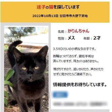 懐かないから放した Pandaの活動と日記