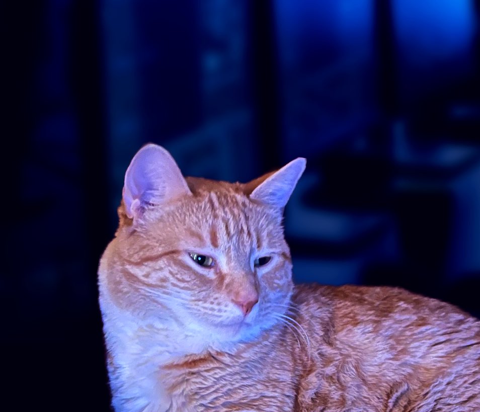 JortsTheCat's tweet photo. Forgot my password AGAIN https://t.co/PTlQ8bf0br