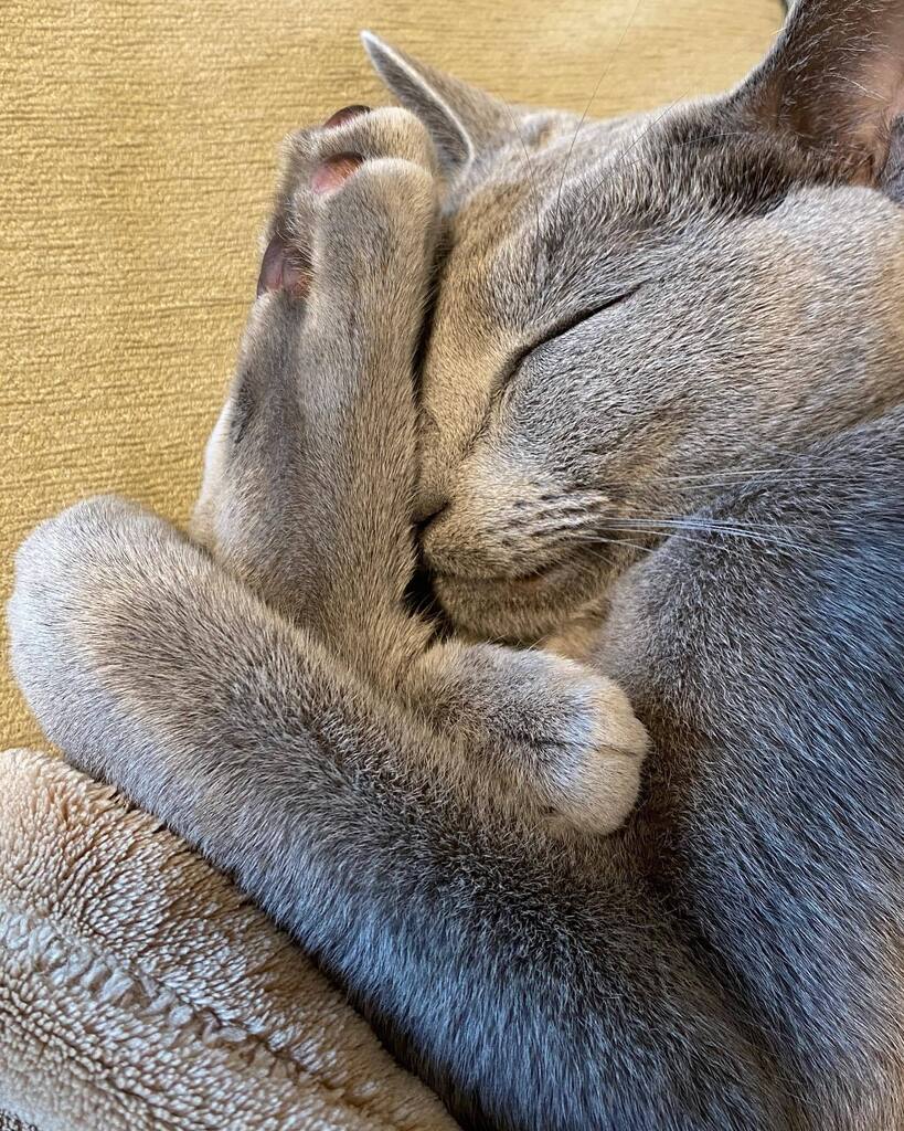 imo76413001's tweet photo. アンモニャイト

#ロシアンブルー
#russianblue
#猫のいる暮らし
#まんじゅう
#cat
#アンモニャイト https://t.co/GDAeJeHFuC