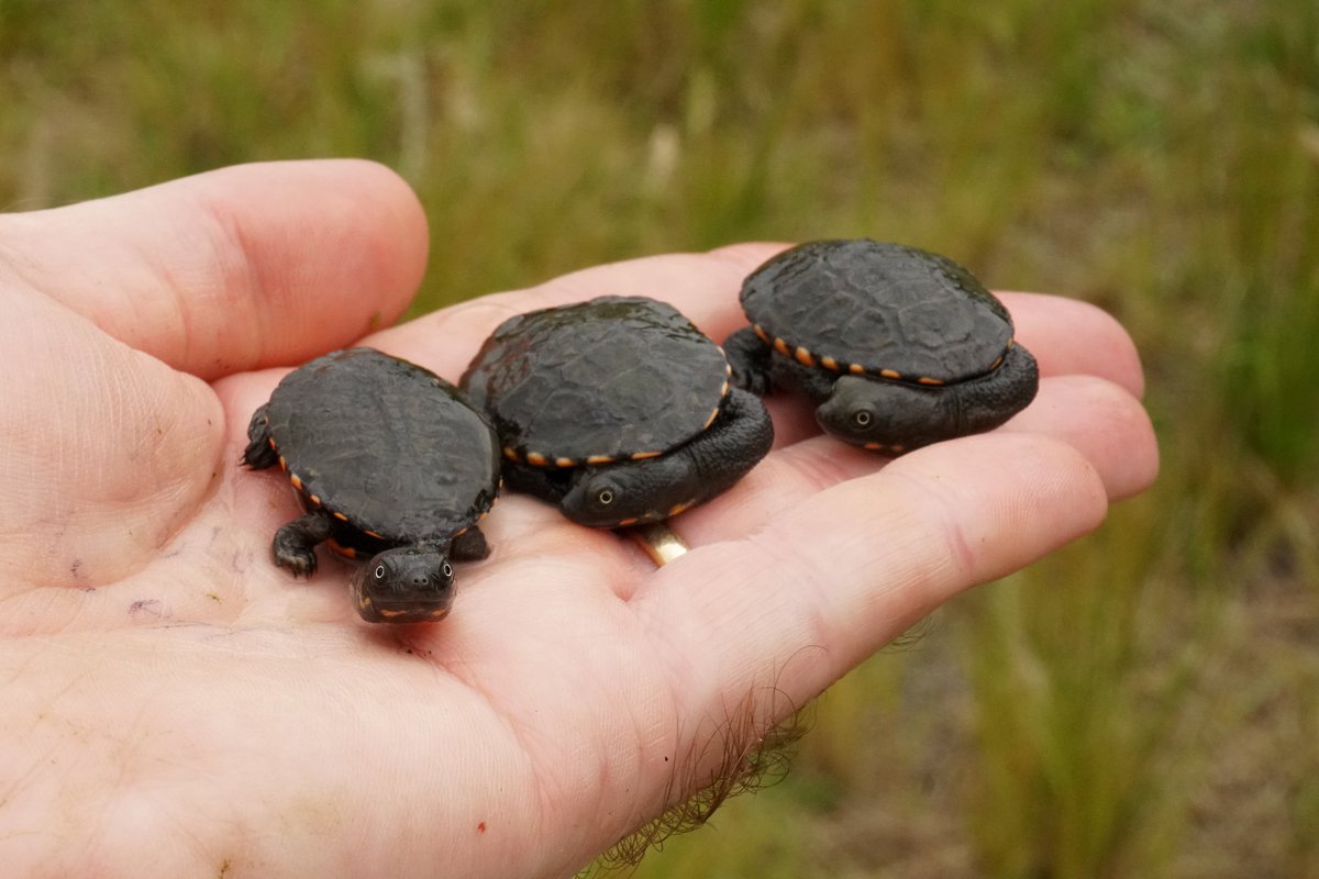 donaldmcknight2's tweet photo. What could be better than a #TinyTurtle? How about 3 tiny #turtles? We caught these adorable little nuggets this morning while trapping for @ang_wild_life's PhD. It was a good day for #TeamTurtle. #Research #TurtleSat #1MillionTurtles #WildOz https://t.co/LoCZ2ckF3R