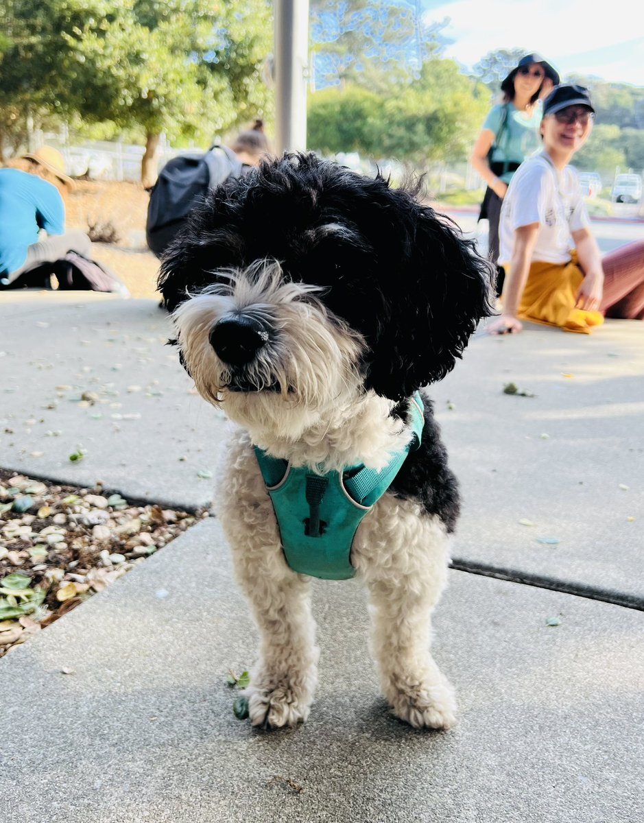 hknightsf's tweet photo. Cute dogs, beautiful scenery and a Lunchabus spotted on San Francisco’s gorgeous Crosstown Trail. #AllOutSF #TotalSF https://t.co/FkvRgqXxN1