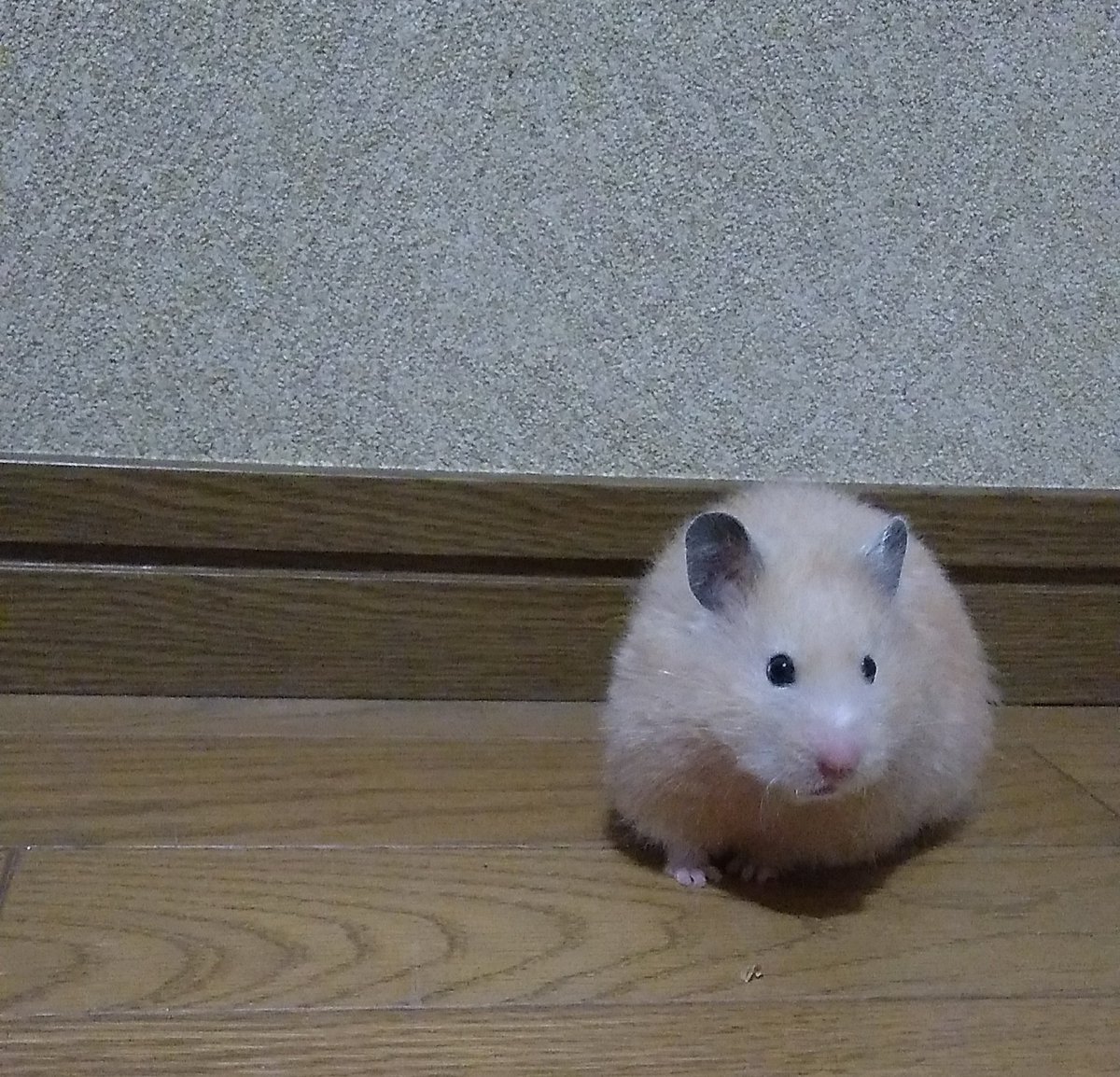 CattyCyber's tweet photo. 昨晩の部屋んぽ🐹✨
そろそろ、冬の暖房支度を整えないと。たくさん食べて、無事に冬を乗り越えれますように💞🐹✨
#ハムスター
#キンクマハムスター
#210g https://t.co/j0bPUFntLn