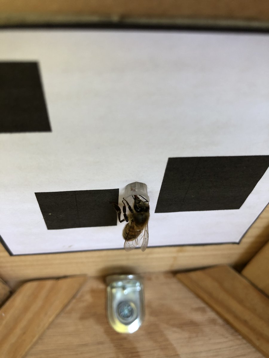 MartinGiurfa's tweet image. Happy to see our last work published, showing that honey bees, which can count, have a Mental Number Line (i.e. order numbers from left to right). Today in @PNASNews
pnas.org/doi/10.1073/pn…
Thanks to my coworkers Rosa Rugani, Catherine Thevenot, Peter Hilpert &amp;amp; Claire Marcout!