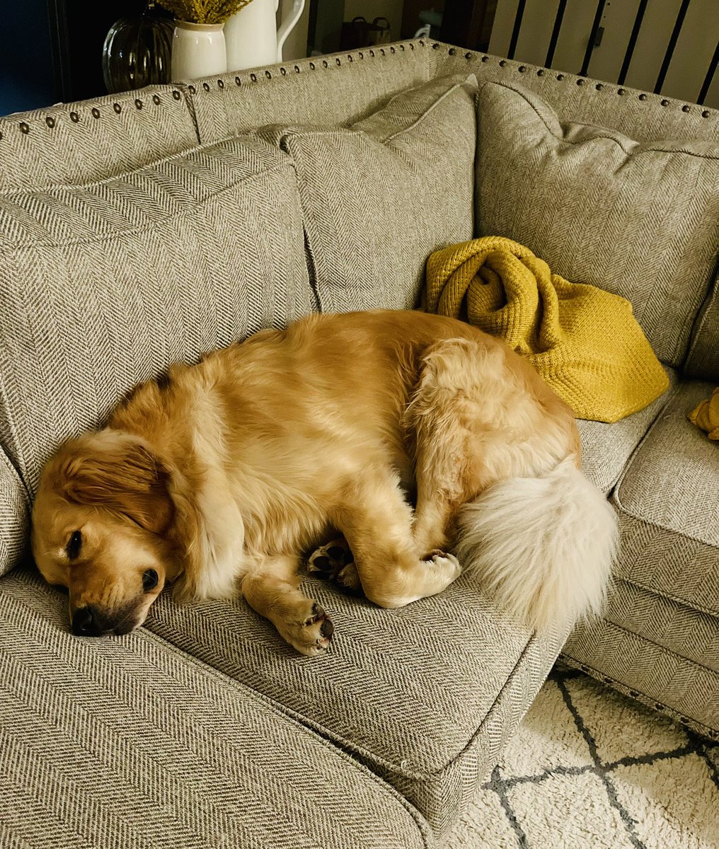 We were out of town for a few days, I think my buddy missed home ❤️