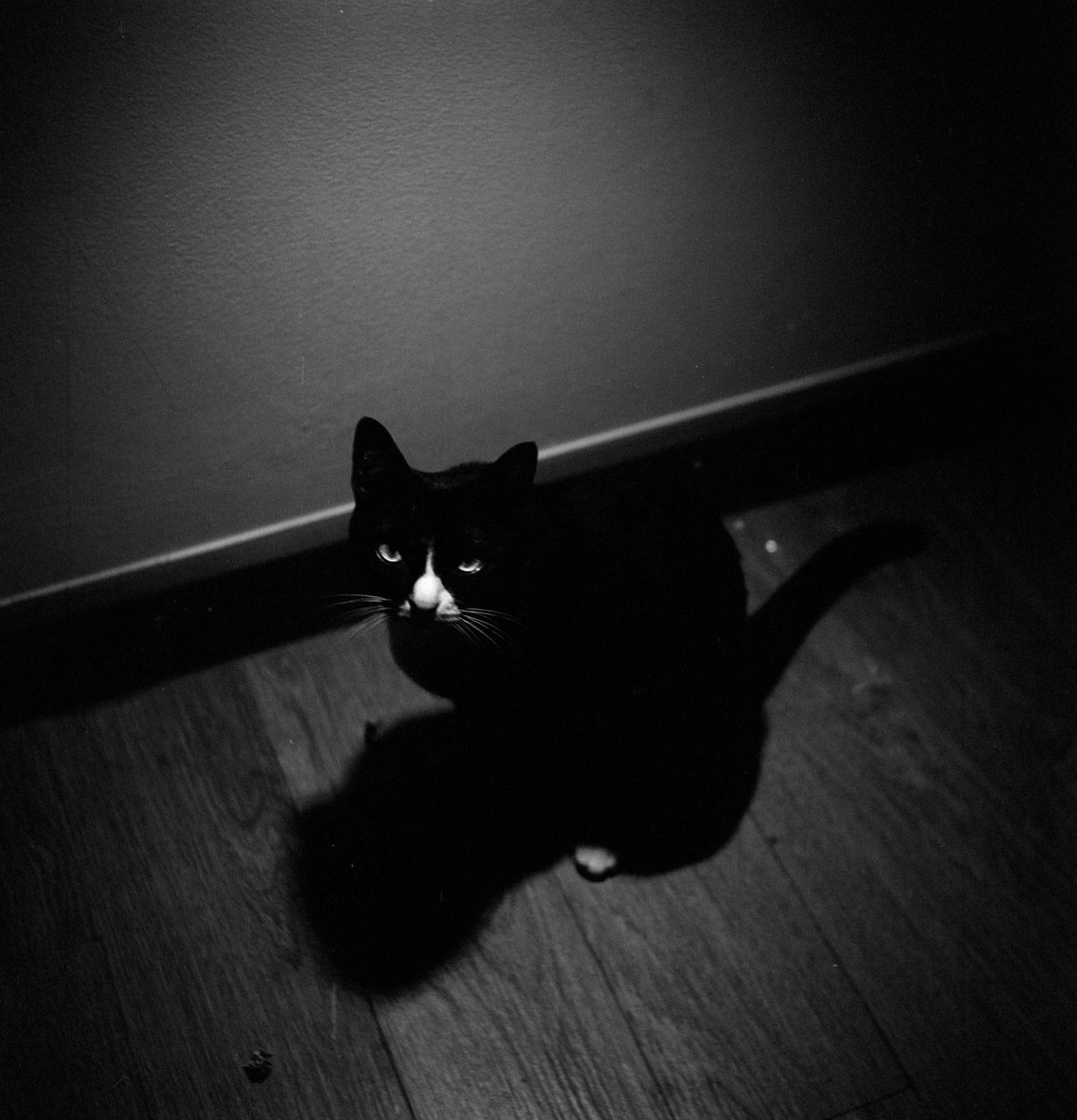 ninnosleep's tweet photo. September-October on my Meopta Felxaret 🖤 https://t.co/rHxL0hcZwO