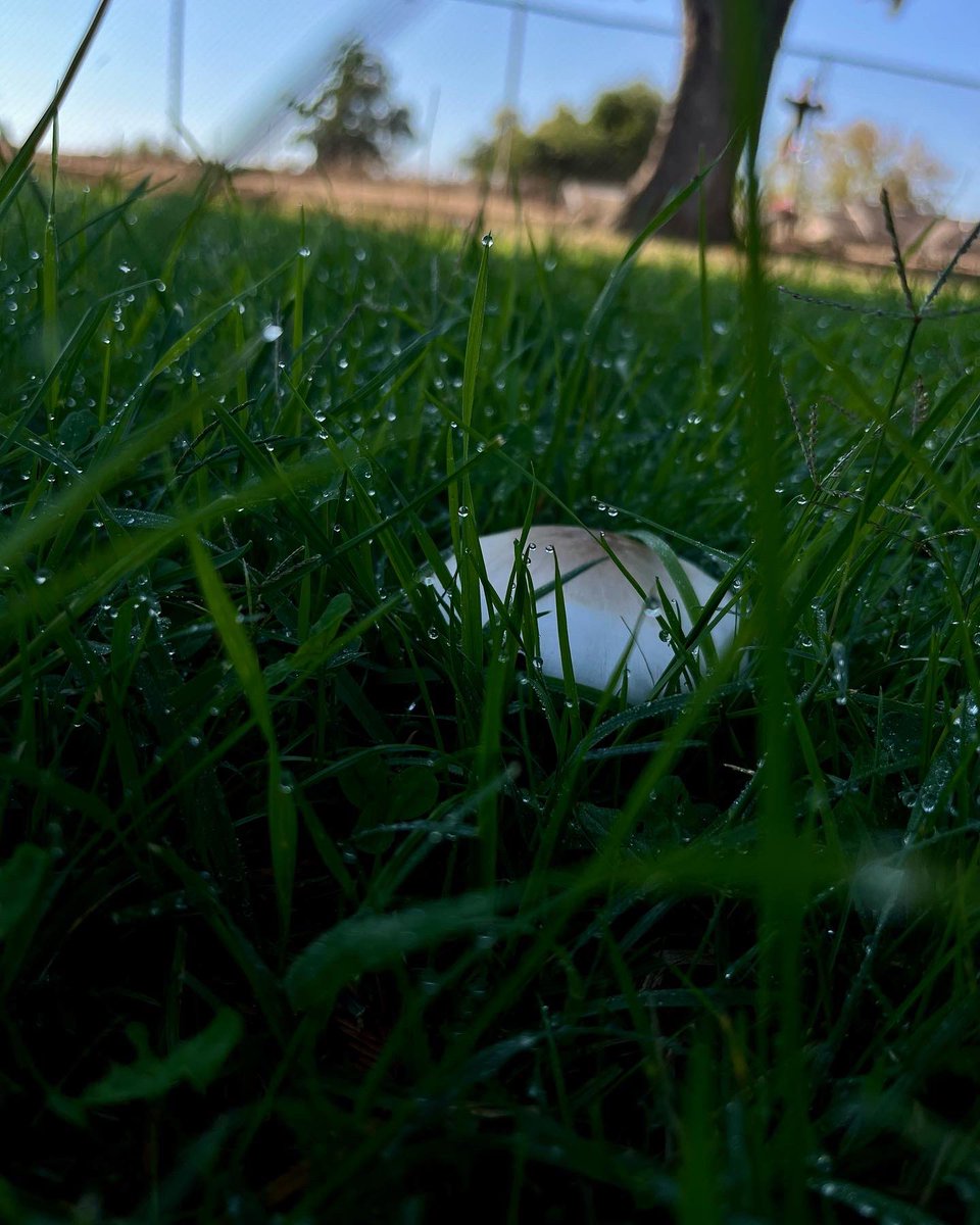 Shnowflake27's tweet photo. Morning mushrooms 🍄 https://t.co/5s11uKLjXX