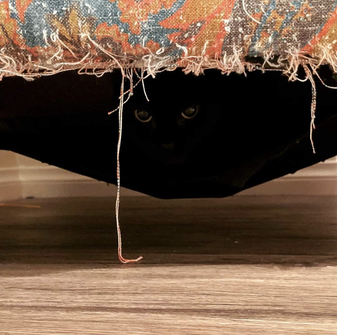 cats being weird little guys 👅 tweet media