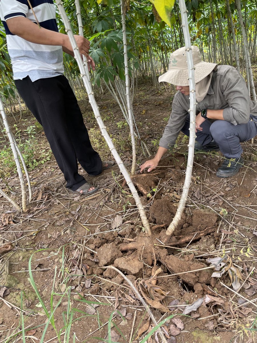 ACIARCEO's tweet photo. Great to join dynamic young research team from β¦@BiovIntCIAT_engβ© and Ministry of Ag & Rural Devt at Hung Loc research station, Dong Nai province π»π³. Working for more sustainable cassava systems supported by ACIAR π¦πΊ β¦@ayrestimβ© β¦@SenatorWongβ© β¦@AusAmbVNβ© https://t.co/BWdz6wHrEK