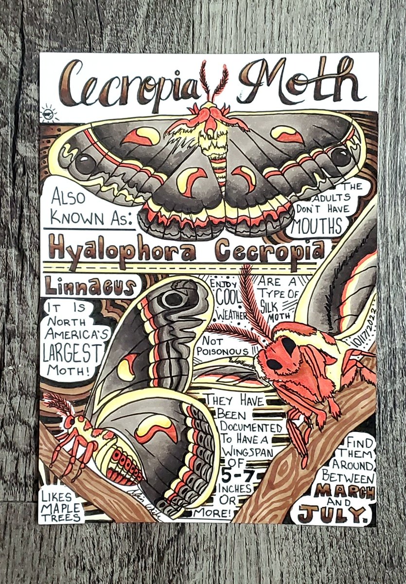 SunnyDoodleBop's tweet image. #Moths are neat! #CecropiaMoth #HyalophoraCecropiaLinnaeus