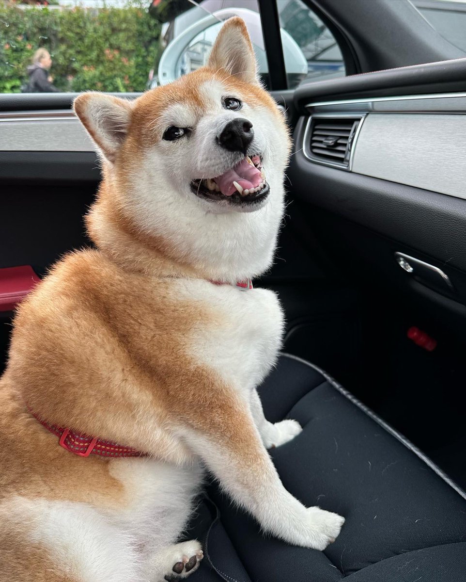 cha_kosan's tweet photo. 最近もっぱら歩くより車移動！

お婆ちゃんだから、
ゆっくりのんびりいこうね！ https://t.co/ecEciR5Fd7