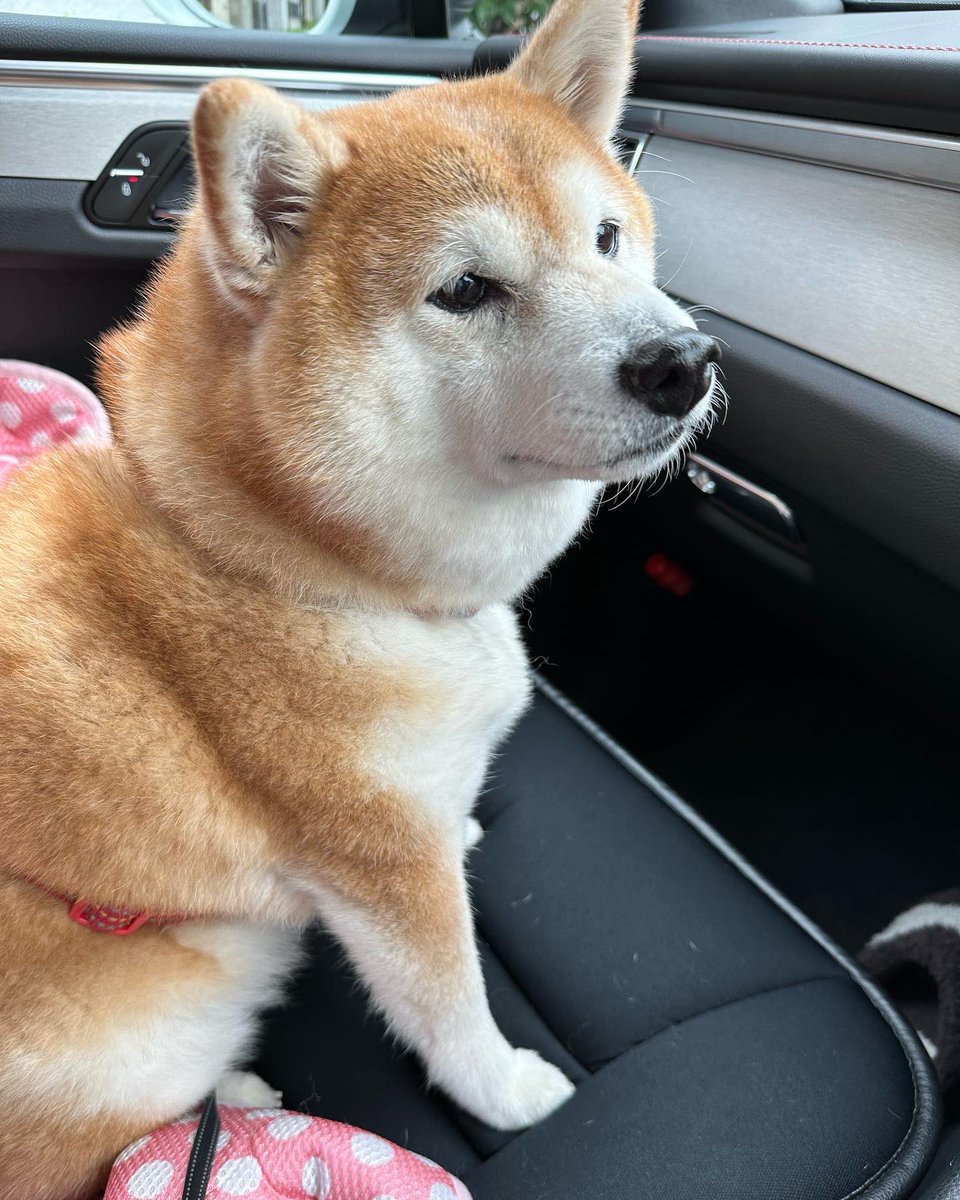 cha_kosan's tweet photo. 最近もっぱら歩くより車移動！

お婆ちゃんだから、
ゆっくりのんびりいこうね！ https://t.co/ecEciR5Fd7
