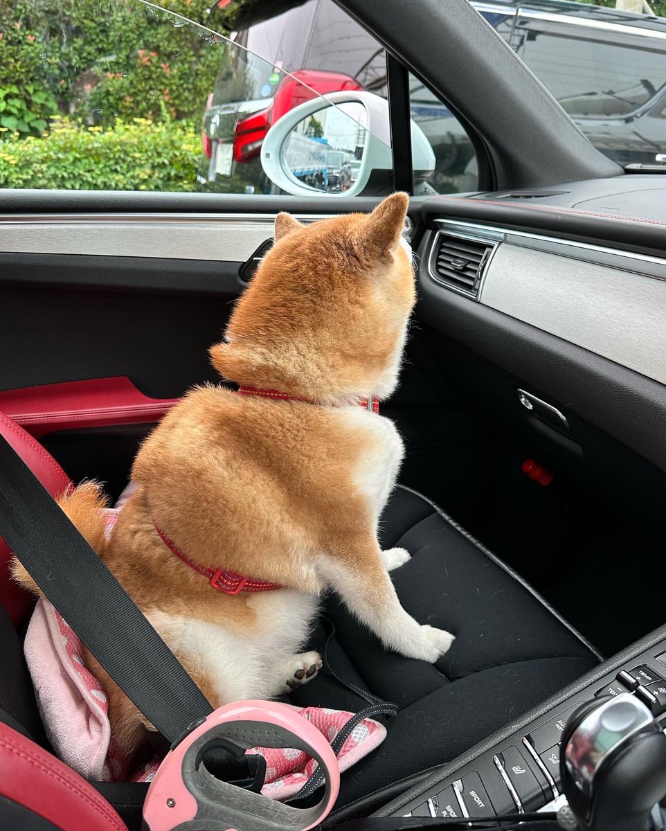 cha_kosan's tweet photo. 最近もっぱら歩くより車移動！

お婆ちゃんだから、
ゆっくりのんびりいこうね！ https://t.co/ecEciR5Fd7
