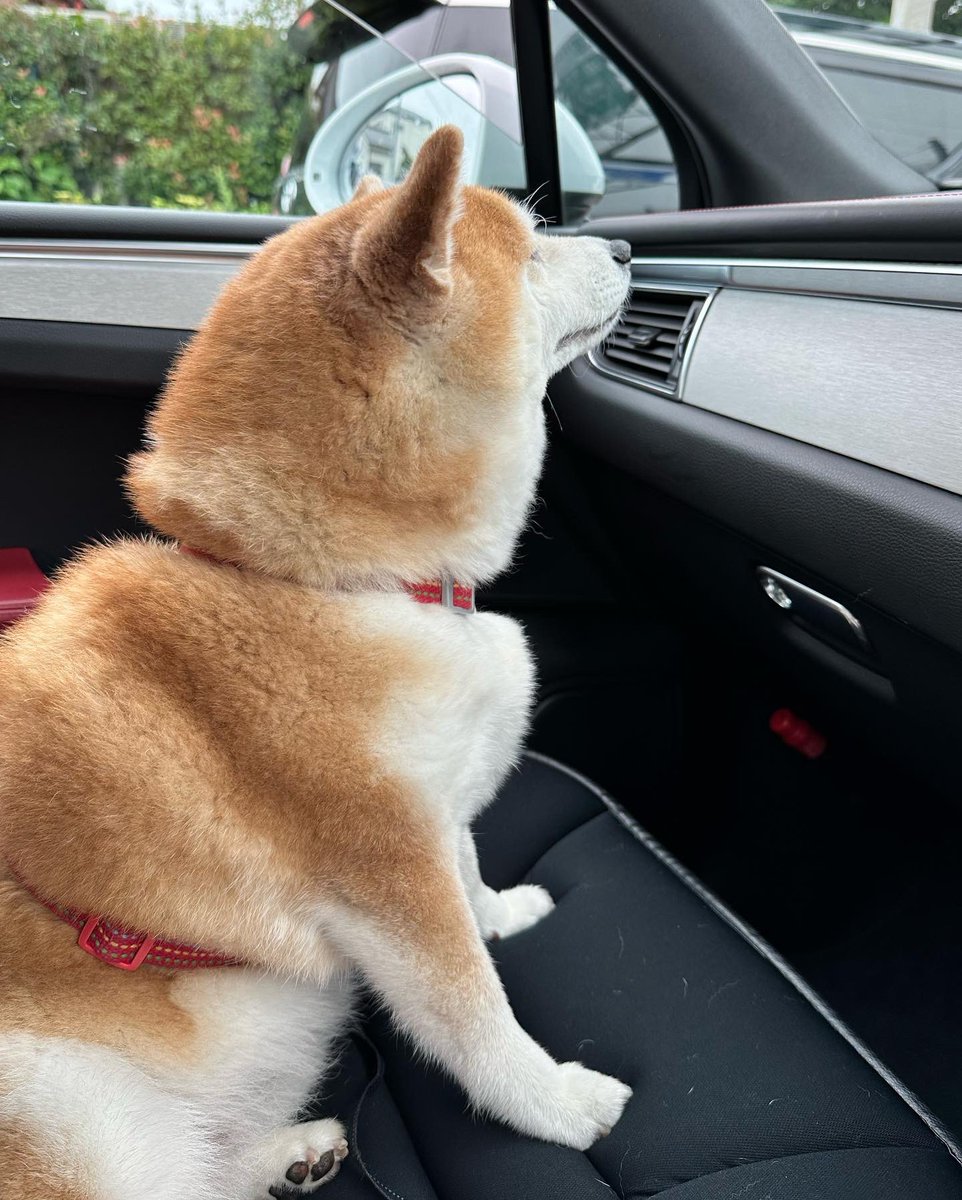 cha_kosan's tweet photo. 最近もっぱら歩くより車移動！

お婆ちゃんだから、
ゆっくりのんびりいこうね！ https://t.co/ecEciR5Fd7