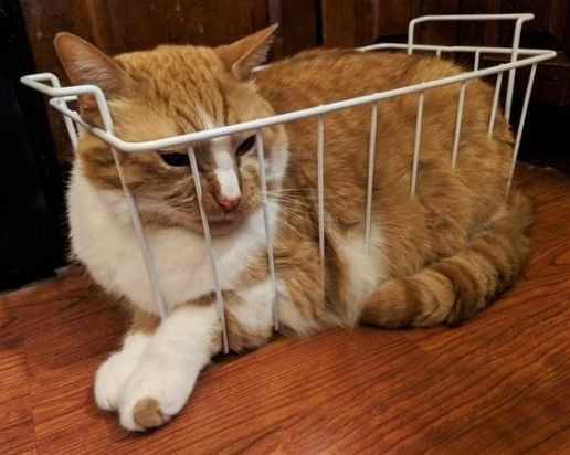 weirdlilguys's tweet photo. idiot cage https://t.co/N4jXOFzeVW