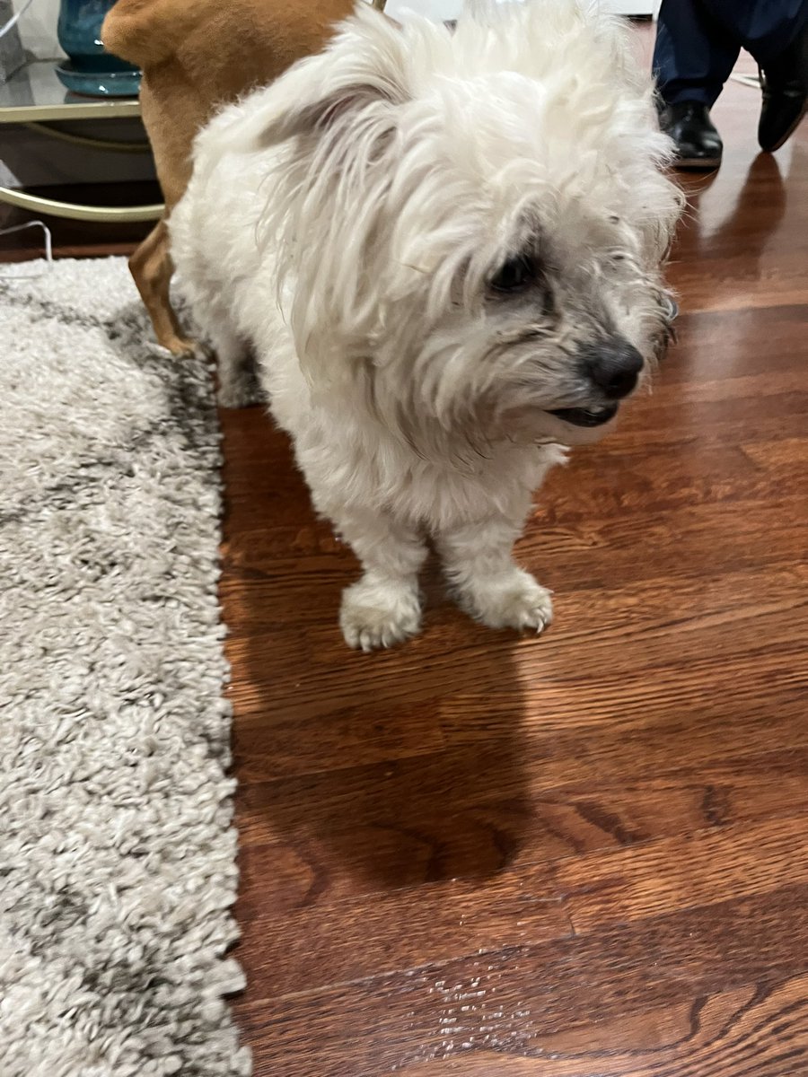 Macielitis's tweet photo. Are these your dogs? We just found them wandering around Teddy Ave in SF. Please contact me if these are your dogs. #LostDog #SanFrancisco @sfspca @KTVU @Telemundo48 @RocketDogRescue https://t.co/pov9XoIQJh
