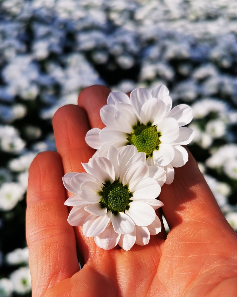 La belle Florabell... She brought us the sun ☀️.
#florabell
#sunshine🌞
#whiteflowers
<a href="/Dekker_Chrysant/">Dekker Chrysanten BV</a>