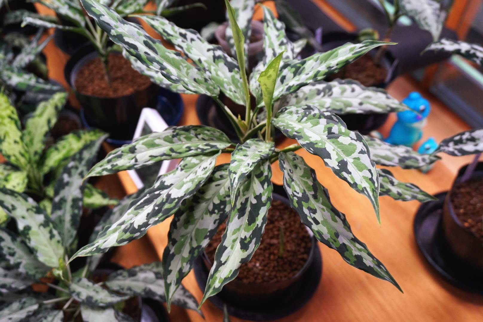 A雷切 Aglaonema pictum LA0914-3ss 【公式通販】