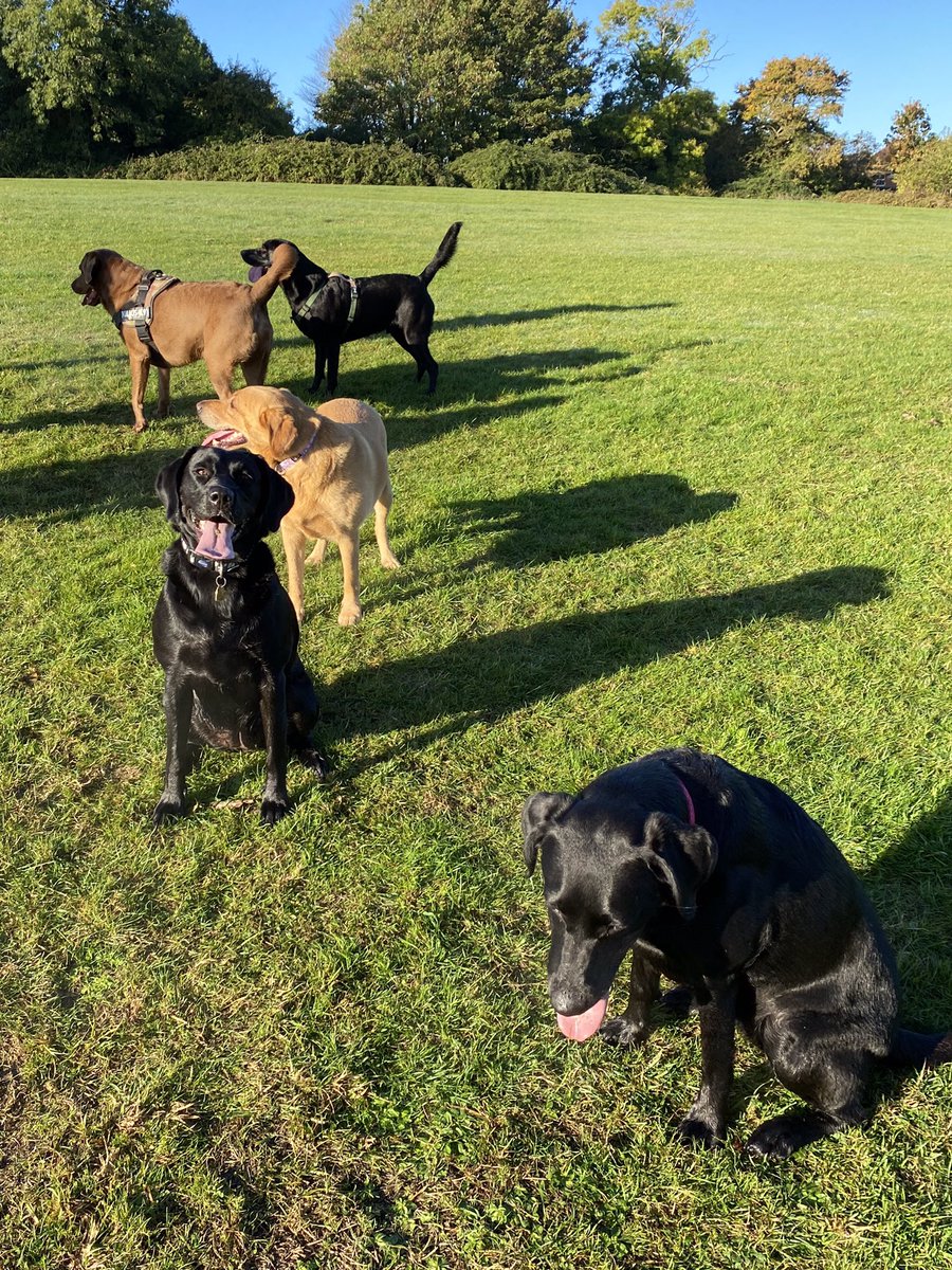 MeJacway's tweet photo. Hey, will someone please look at the camera!
Georgie………I will. 👍#goodfocusGeorgie,
Glorious morning for playing with friends Roger, Bob (Georgies litter brother) and Shadow. #labfest https://t.co/0bLOBIDsph