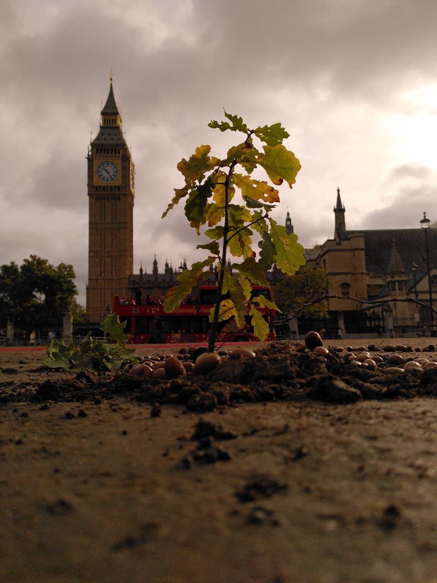 XrSouthEastUK's tweet photo. The oak tree planted by @xryouthuk remains in Parliament Square in London as rebels stand in peaceful vigil

Will @MayorofLondon help
#ReclaimOurFuture and #KeepTheTree ?

📸 @AlexZoologist https://t.co/tcjjetvNZZ