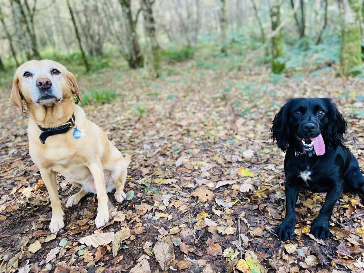 jcrakeypants's tweet photo. #k9 #DogsOnTwitter #TongueOutTuesday https://t.co/DiQM3NCCCZ