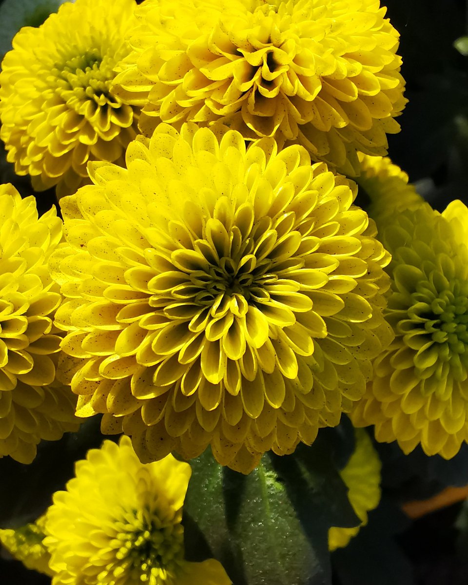 Another sun ☀ in our greenhouse. Lovely Doria Yellow.
#doriayellow
#yellowflowers
#bringusthesunshine☀️
<a href="/Dekker_Chrysant/">Dekker Chrysanten BV</a>