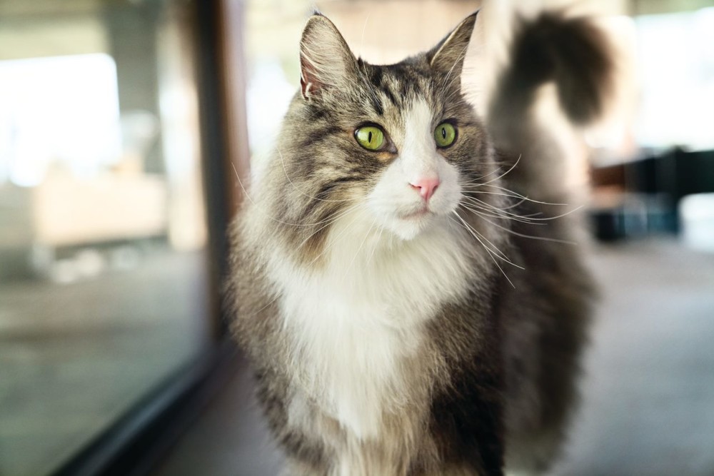 Purina presenterar nya åtaganden för en regenerativ framtid mynewsdesk.com/se/nestle-nord…