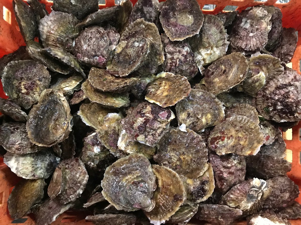 The second map in the @Teagasc #BIW2022 focuses on #shellfish and was developed by @JayJay_R with @MarineInst @BordIascMhara 

Highlights seed mussel @BIM_InshSurvOff, native #oyster and #BIVALVE project @Shellfish_UCC

🗺arcg.is/1iv8nu

#bluebioeconomy
@BlueBioeconomy