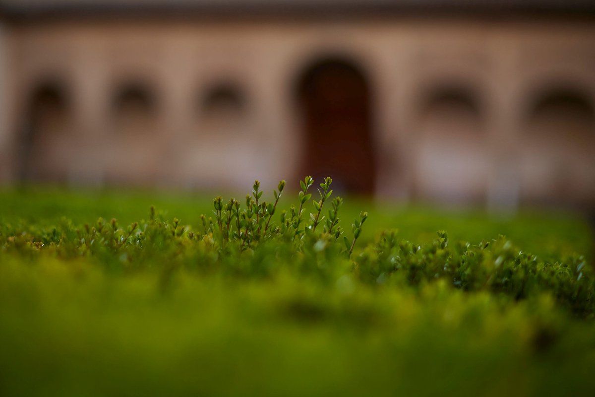 Hojas brillantes y perfumadas del arrayán que crece en el Patio de los Arrayanes, lugar mágico del Festival, para celebrar el #DiaMundialdeprotecciondelanaturaleza 'Conseguir un mundo más sostenible y lograr que el desarrollo no afecte a la naturaleza y aproveche sus recursos'.