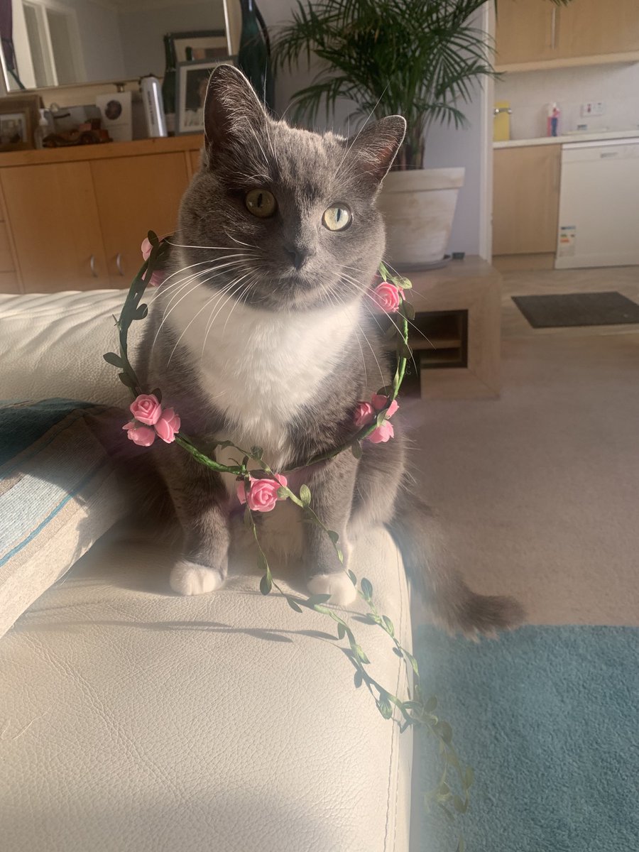 MrMorgan88's tweet photo. ⁦@thismorning⁩ Lilly 🫶🏼❤️ https://t.co/nFQqf3mgZU