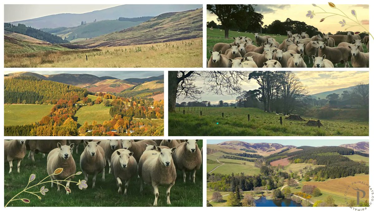 MeatsPrimal's tweet photo. Last chance: order your Cheviot #Mutton Box from Stobo Farm Estate today for delivery this Thursday!
The North Country #Cheviot ewe: a #traditionalbreed, selected & bred for its hardiness and their ability to thrive in this #wild and diverse landscape https://t.co/DPjszk5TVE https://t.co/DJ2ESlEzFV