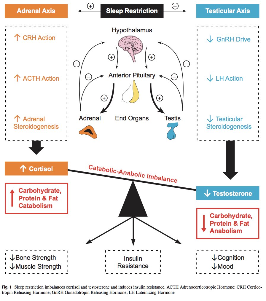 La importancia del sueño.
La restricción del sueño aumenta el cortisol (hormona del estrés), genera resistencia a la insulina y disminuye los niveles de testosterona, afectando a salud y longevidad.
link.springer.com/content/pdf/10…