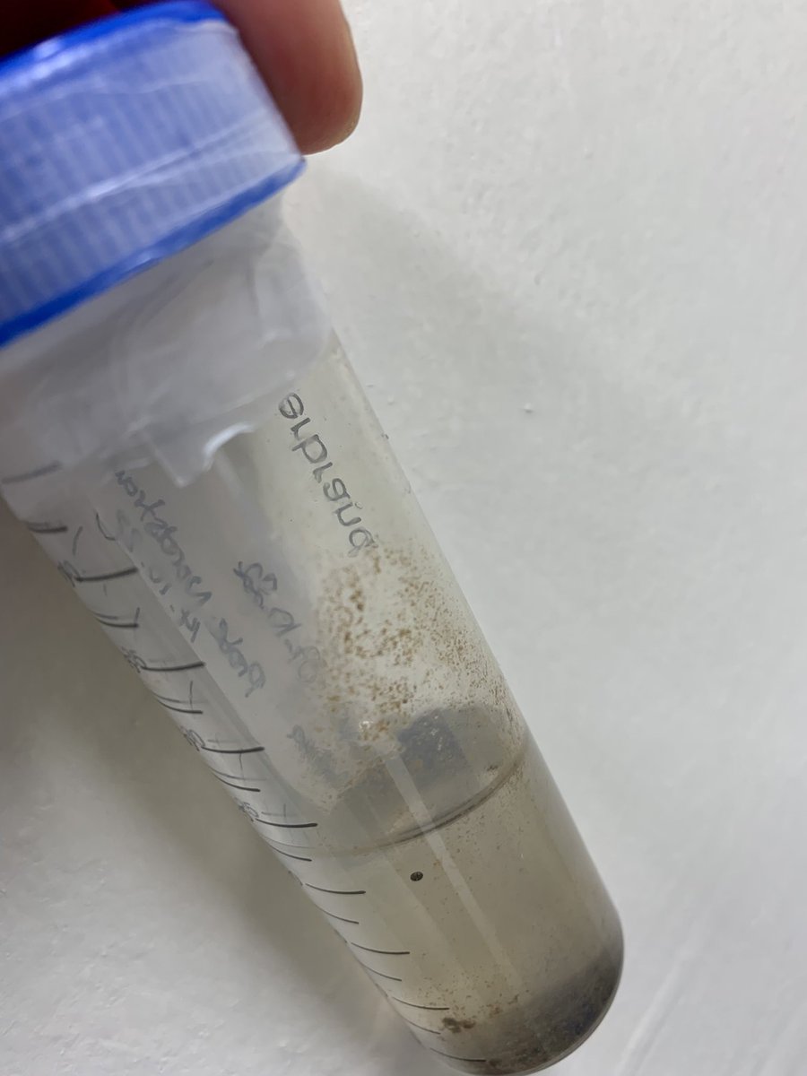 CCRoggatz's tweet photo. Never thought I would be this happy about visible “brown sludge” in a test tube, but may I introduce the new stars of my research group✨: #biofilm-forming marine #diatoms from the newly collected Helgoland samples that happily thrive in culture ❤️ #DIALMOD https://t.co/r8N9ybOea8