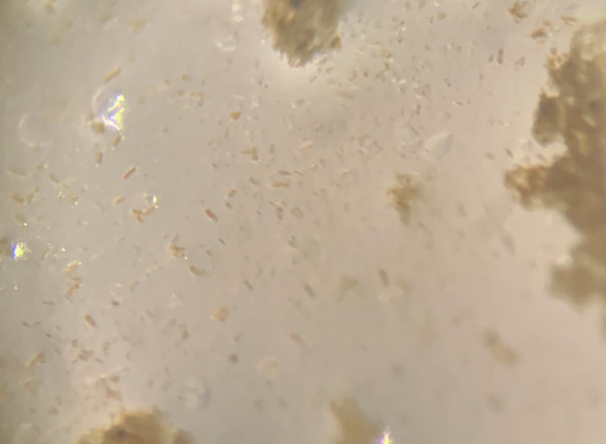 CCRoggatz's tweet photo. Never thought I would be this happy about visible “brown sludge” in a test tube, but may I introduce the new stars of my research group✨: #biofilm-forming marine #diatoms from the newly collected Helgoland samples that happily thrive in culture ❤️ #DIALMOD https://t.co/r8N9ybOea8