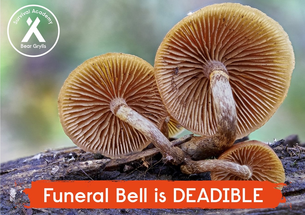 BGSurvival's tweet photo. Predominant in the Northen Hemisphere, Galerina marginata is also known as the Funeral Bell - a clear indication that you should steer clear! They are highly toxic and ingesting them causes severe liver damage with eventual death if not treated rapidly!⁠
#BGSA #Tips4Tuesday https://t.co/muJQRyh8YK