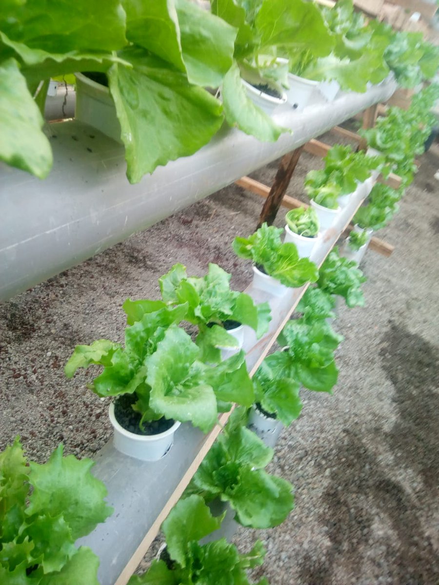 greenlife_veg's tweet photo. #CleanFarming #UrbanKenyaFarming #HydroponicsFarming https://t.co/kFIk4QwuXg