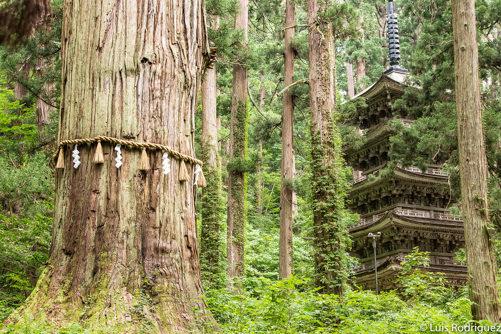 Las tres montañas de Dewa Sanzan forman parte de una preciosa e importante ruta de peregrinación en la prefectura de Yamagata, núcleo espiritual de la tradición Shugendo. Si buscas naturaleza, espiritualidad y Japón en estado puro, éste es tu lugar: japonismo.com/blog/viajar-a-…