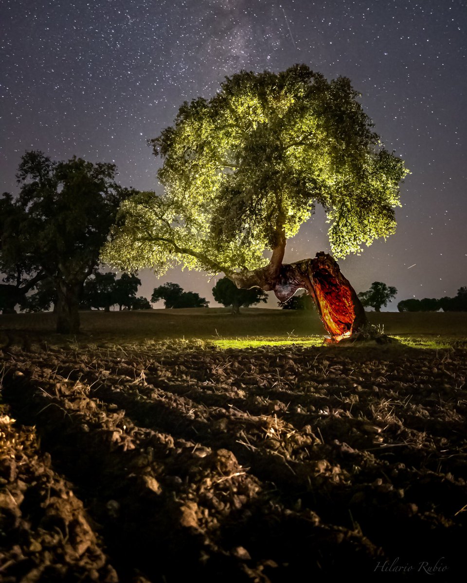 Besana entre encinas deseando que las nubes tapen las estrellas y dejen caer agua en El Valle de los Pedroches

#hilariorubio #largaexposicion #noctografia #lospedroches #starlight #rurallife #ruralphotography #longexpo_spain  #fotonocturna #reservastarlight